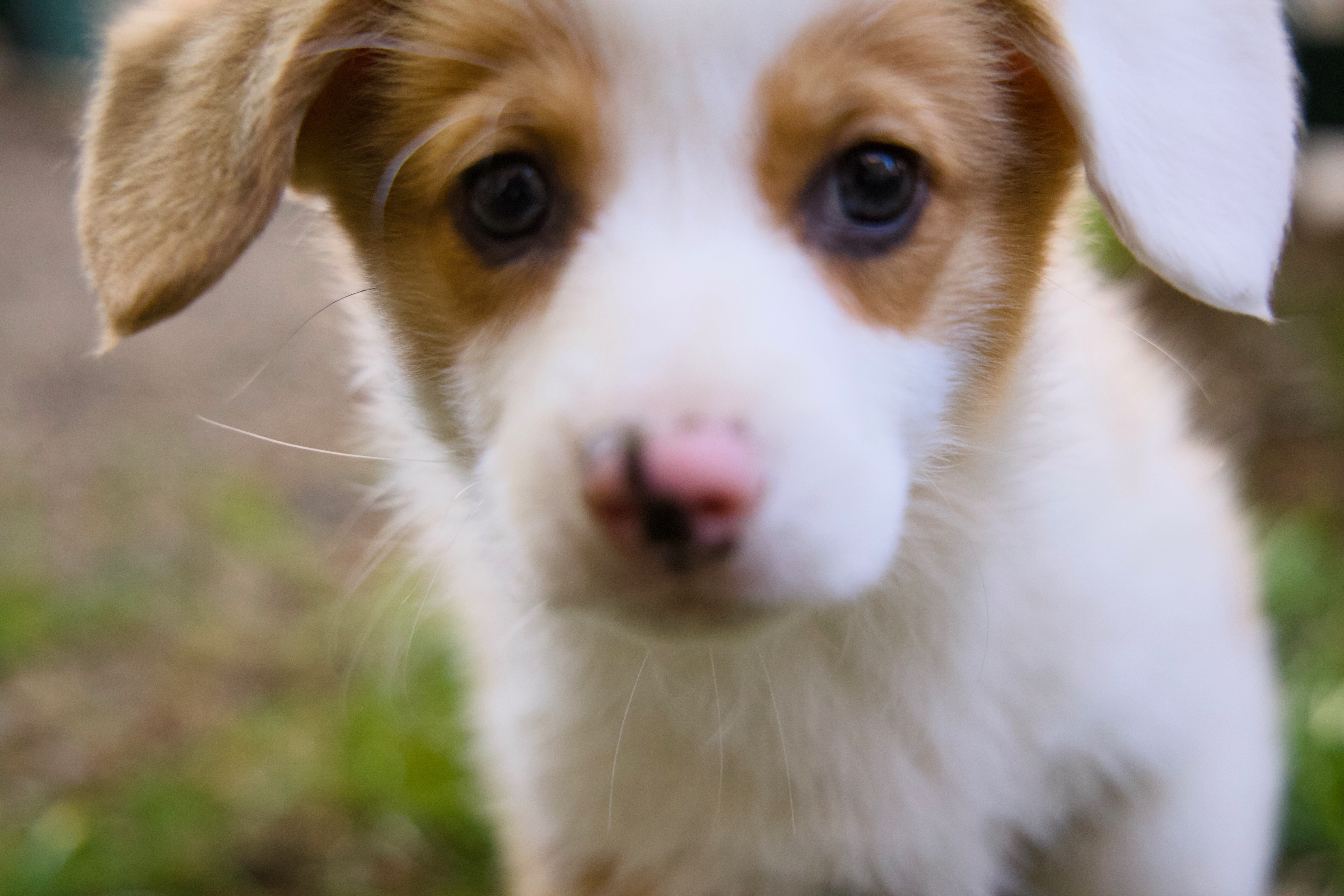 Douglas the dog