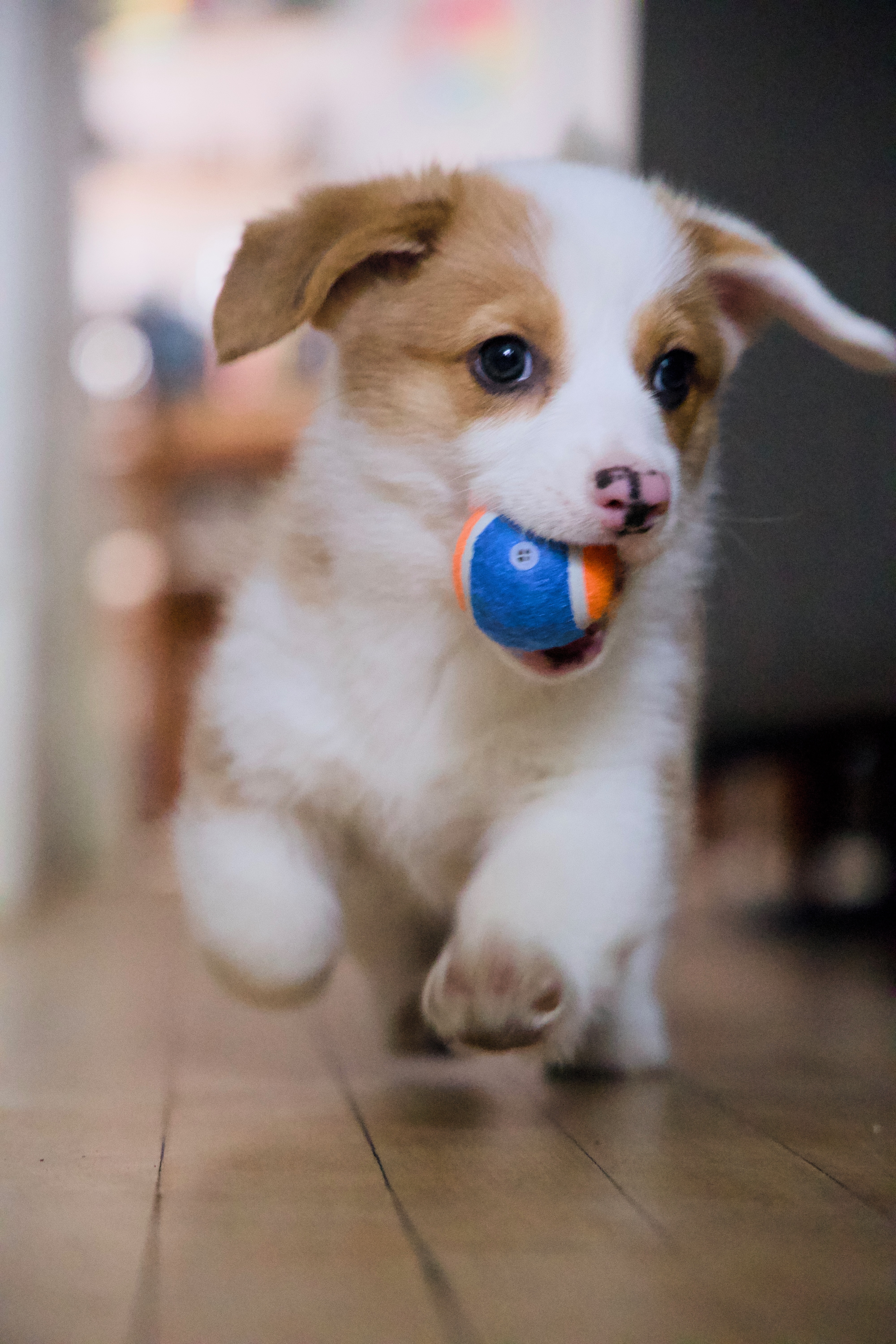Douglas the dog