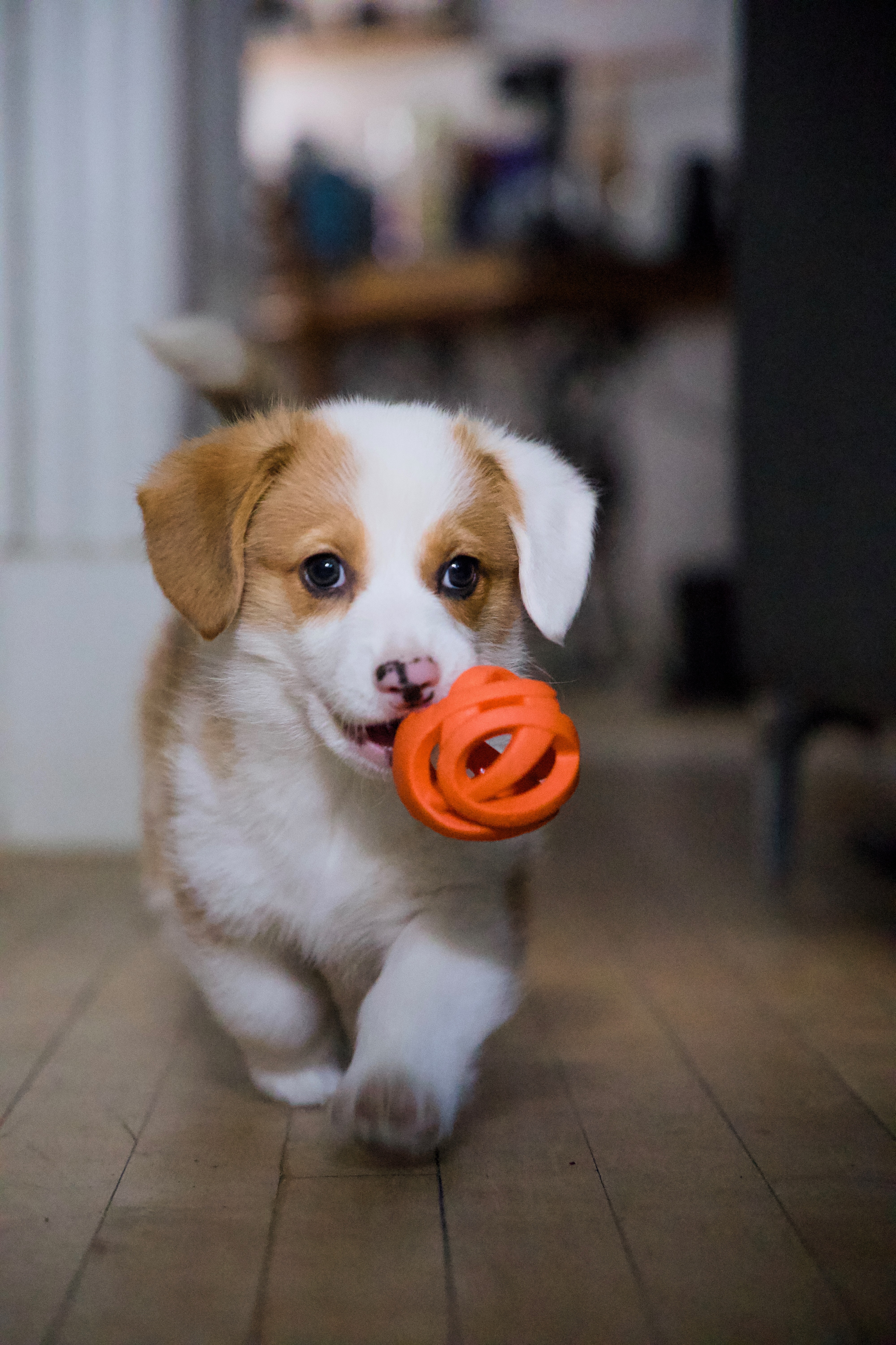 Douglas the dog