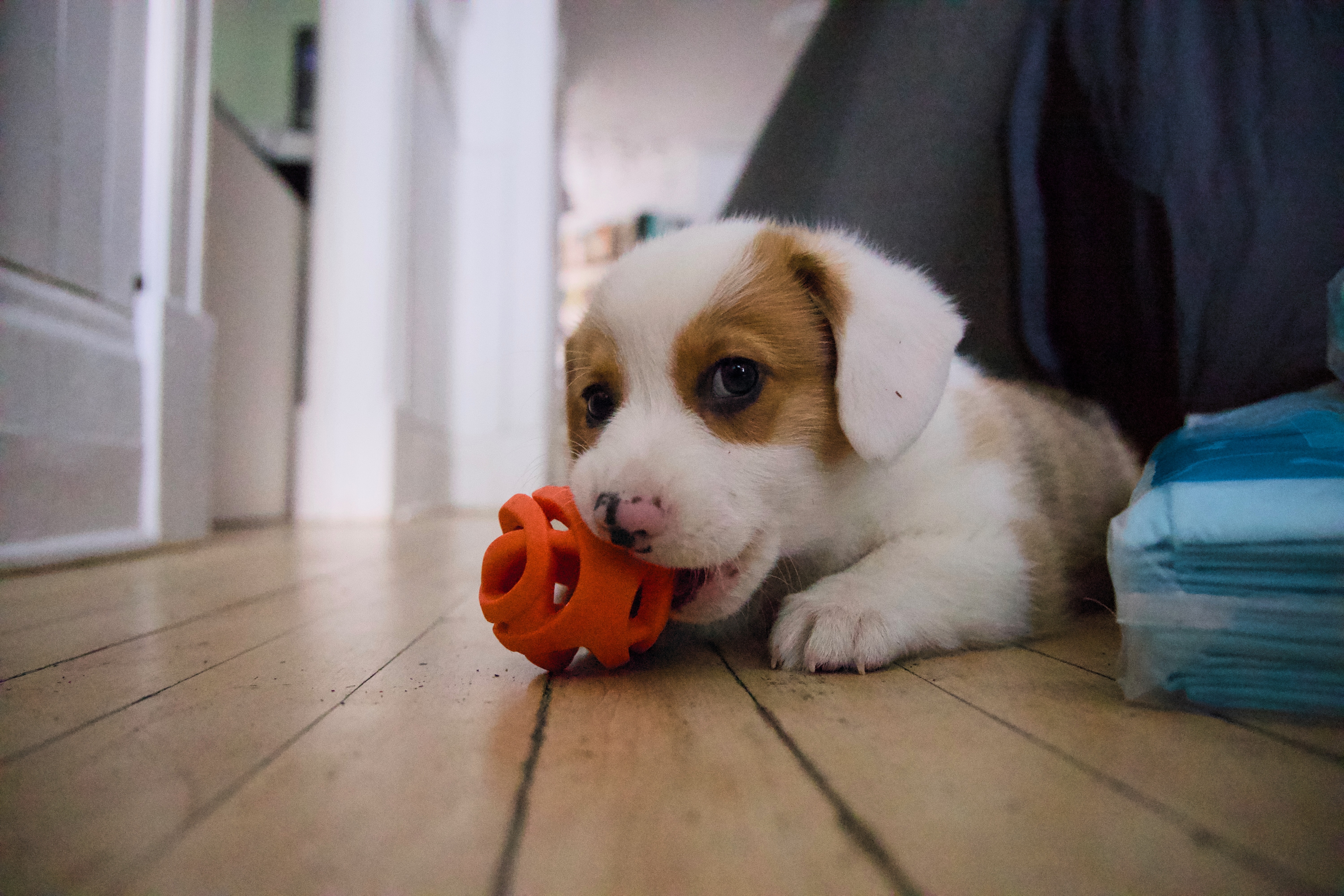 Douglas the dog