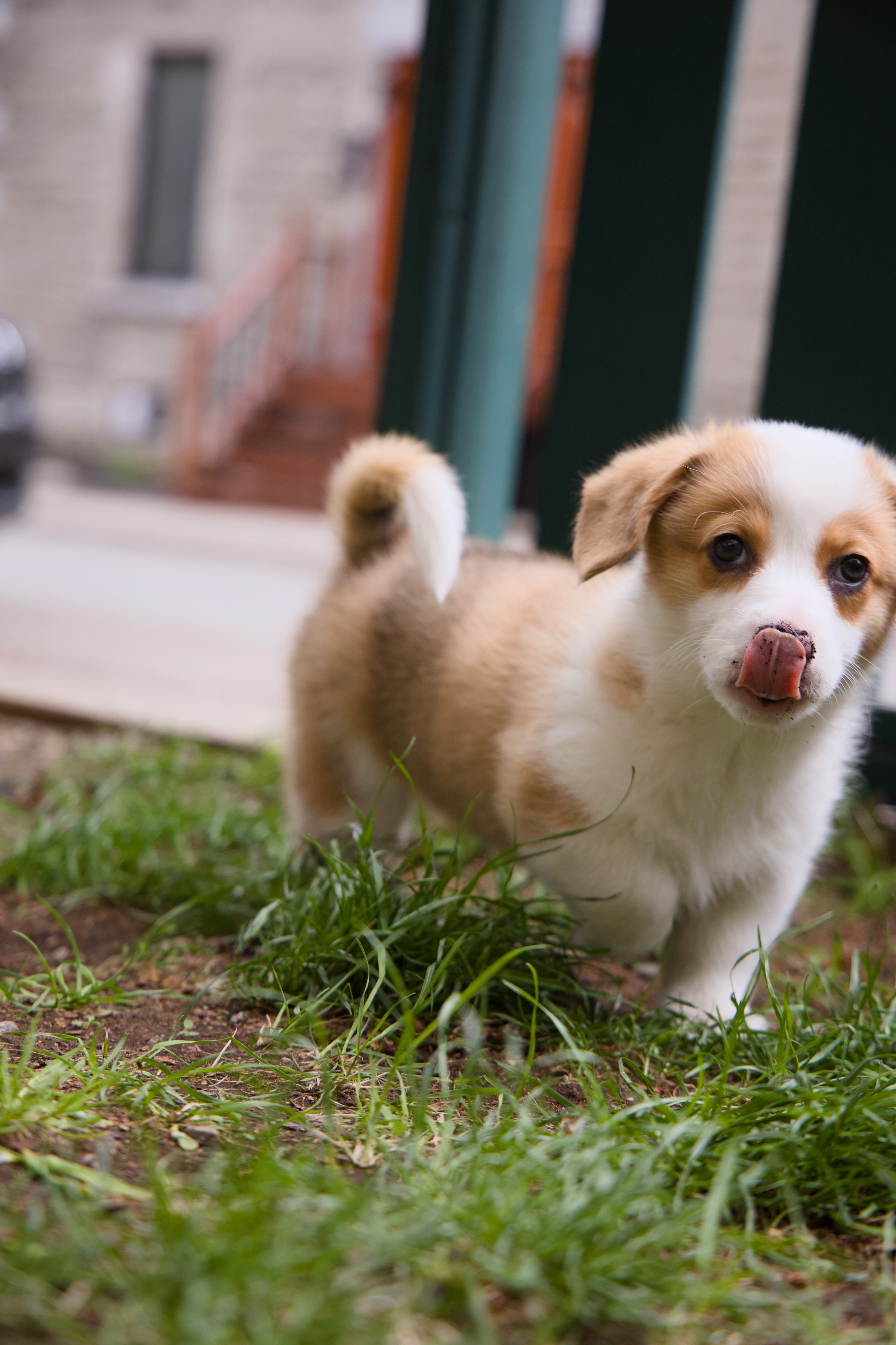 Douglas the dog