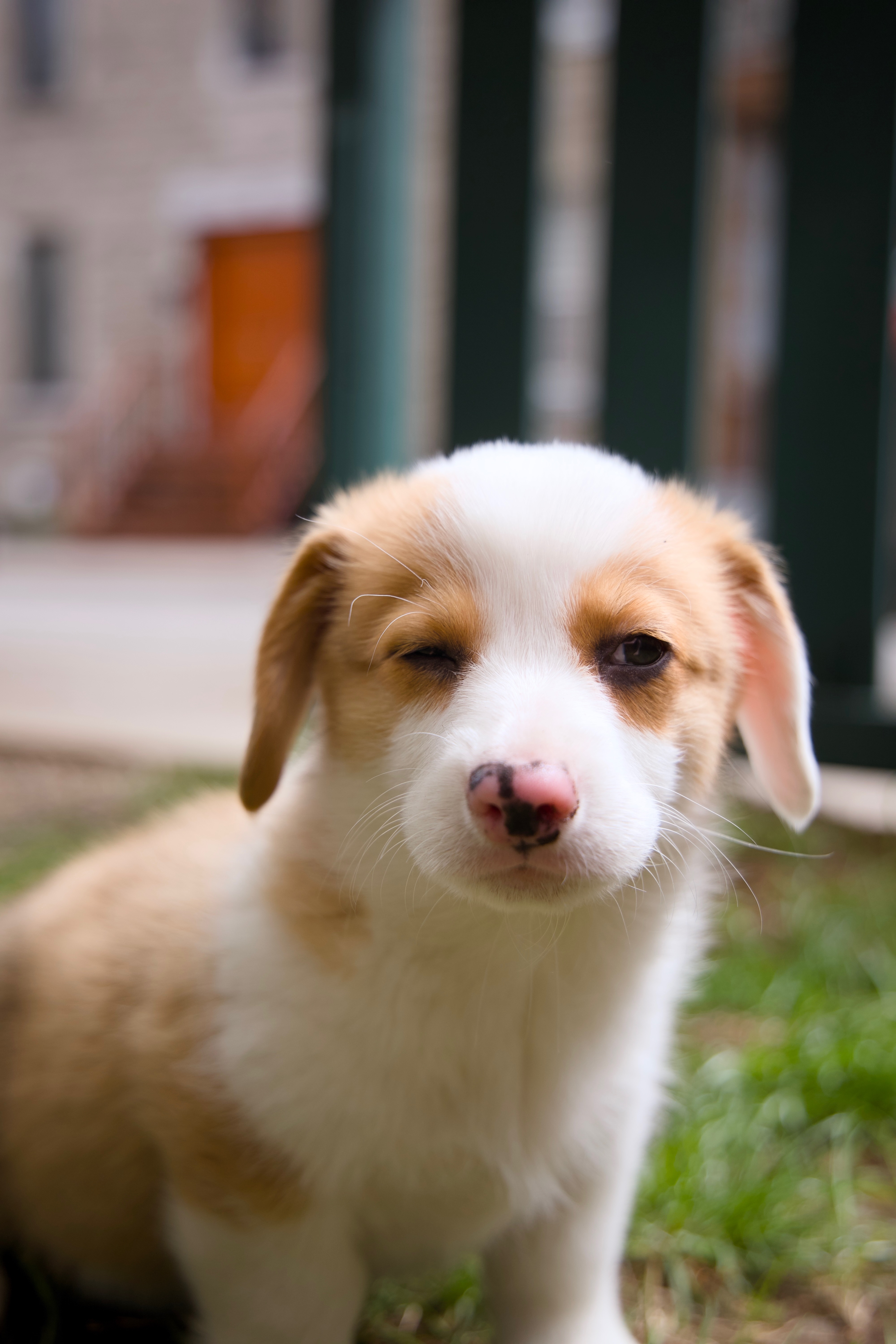 Douglas the dog