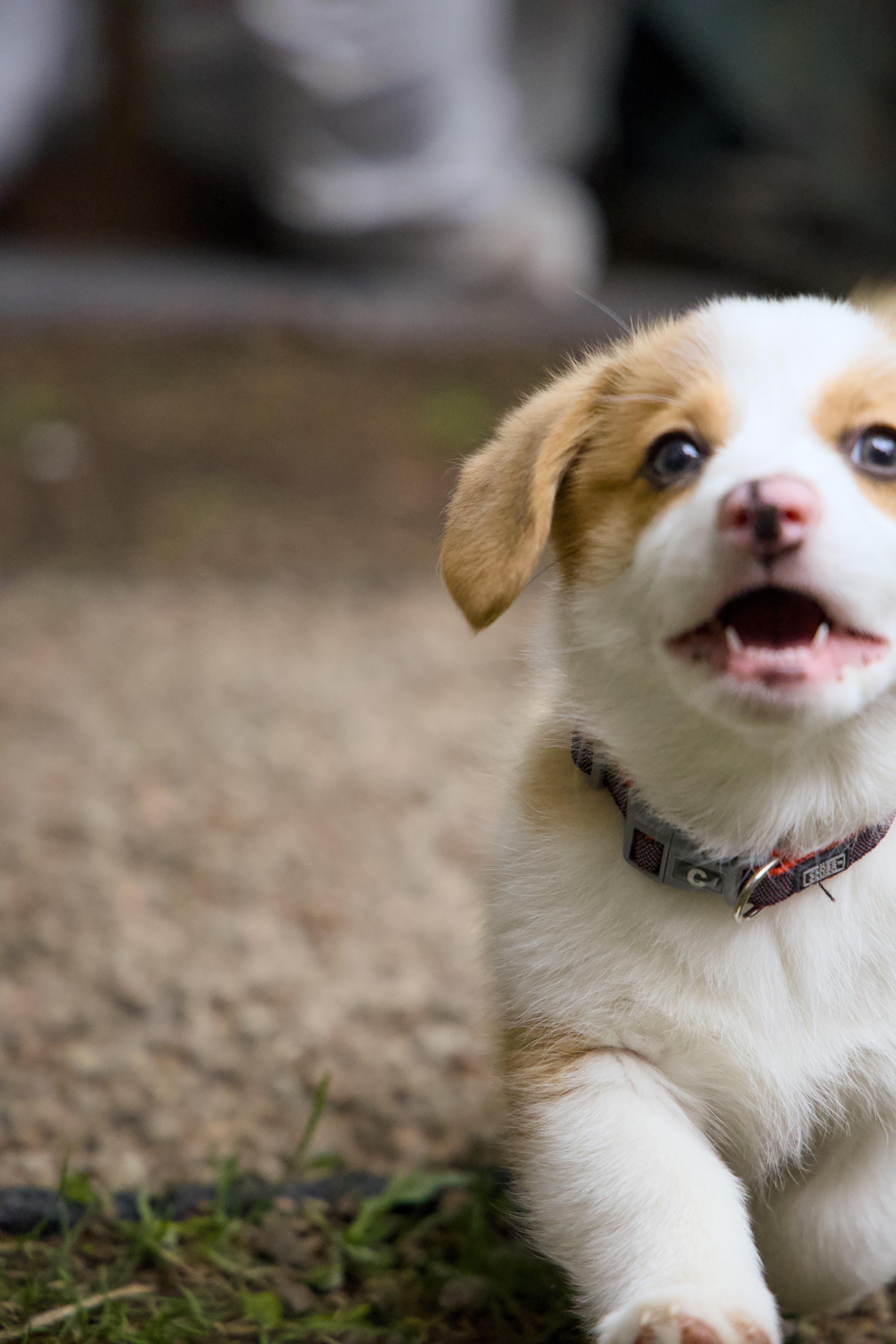 Douglas the dog
