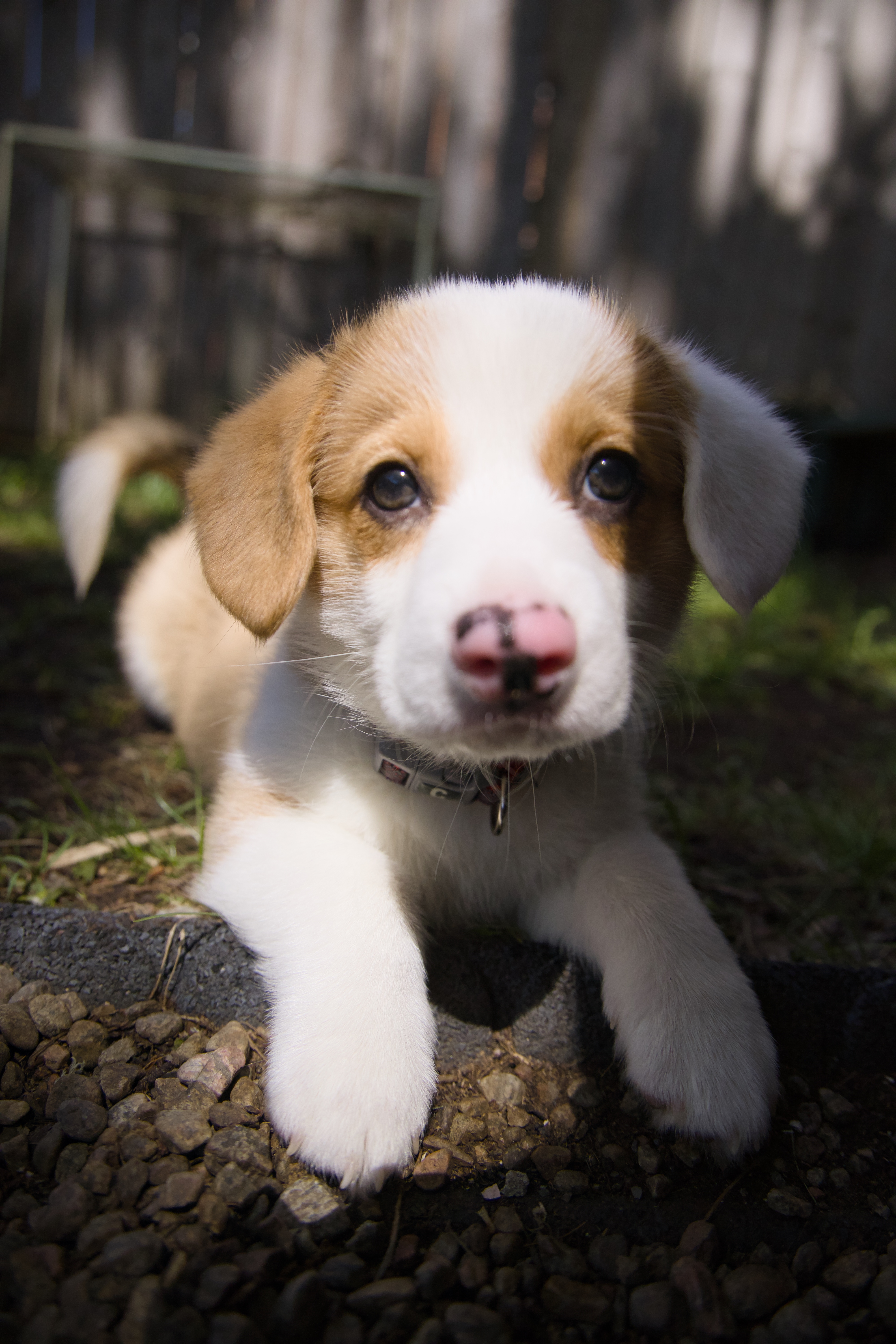 Douglas the dog