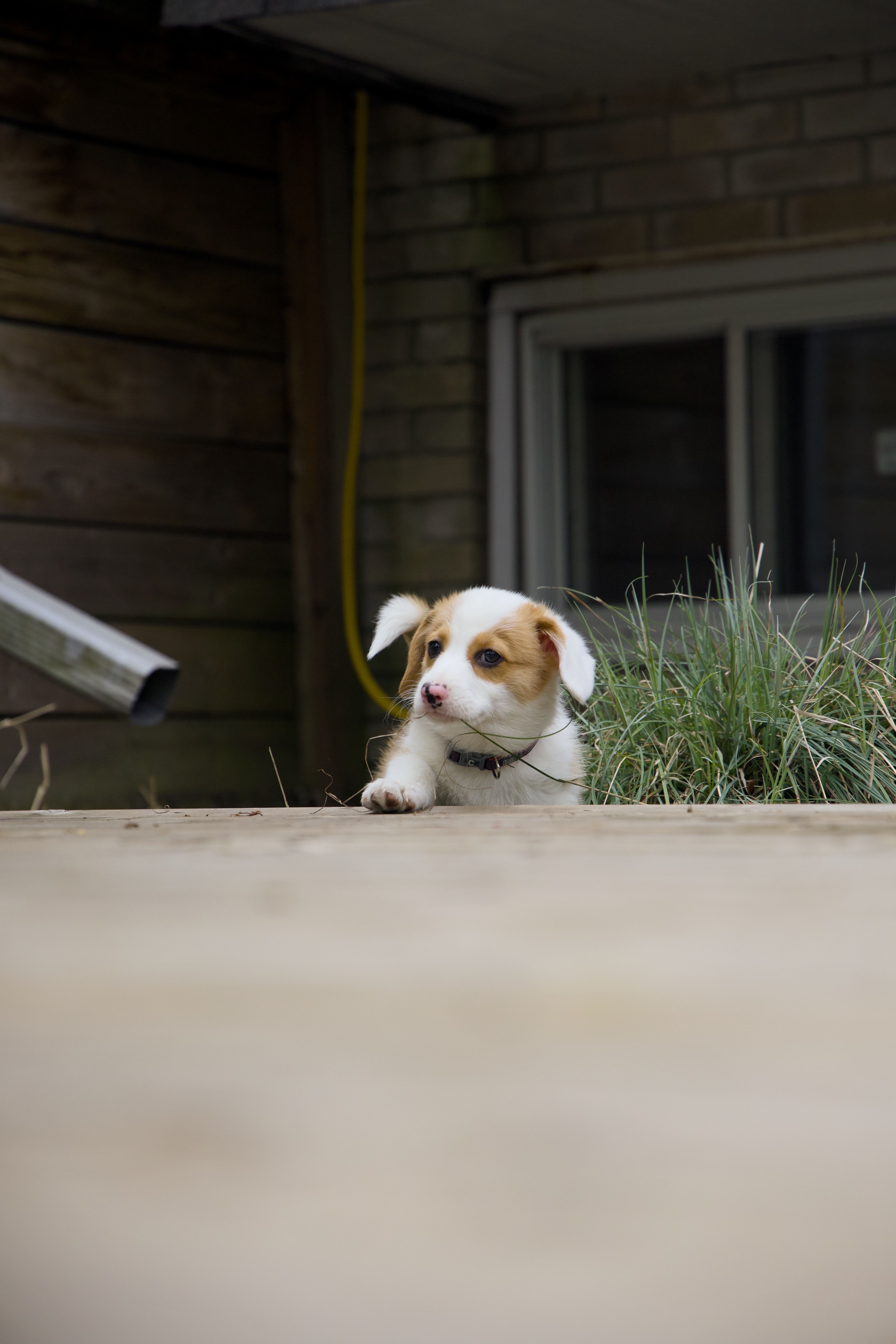 Douglas the dog