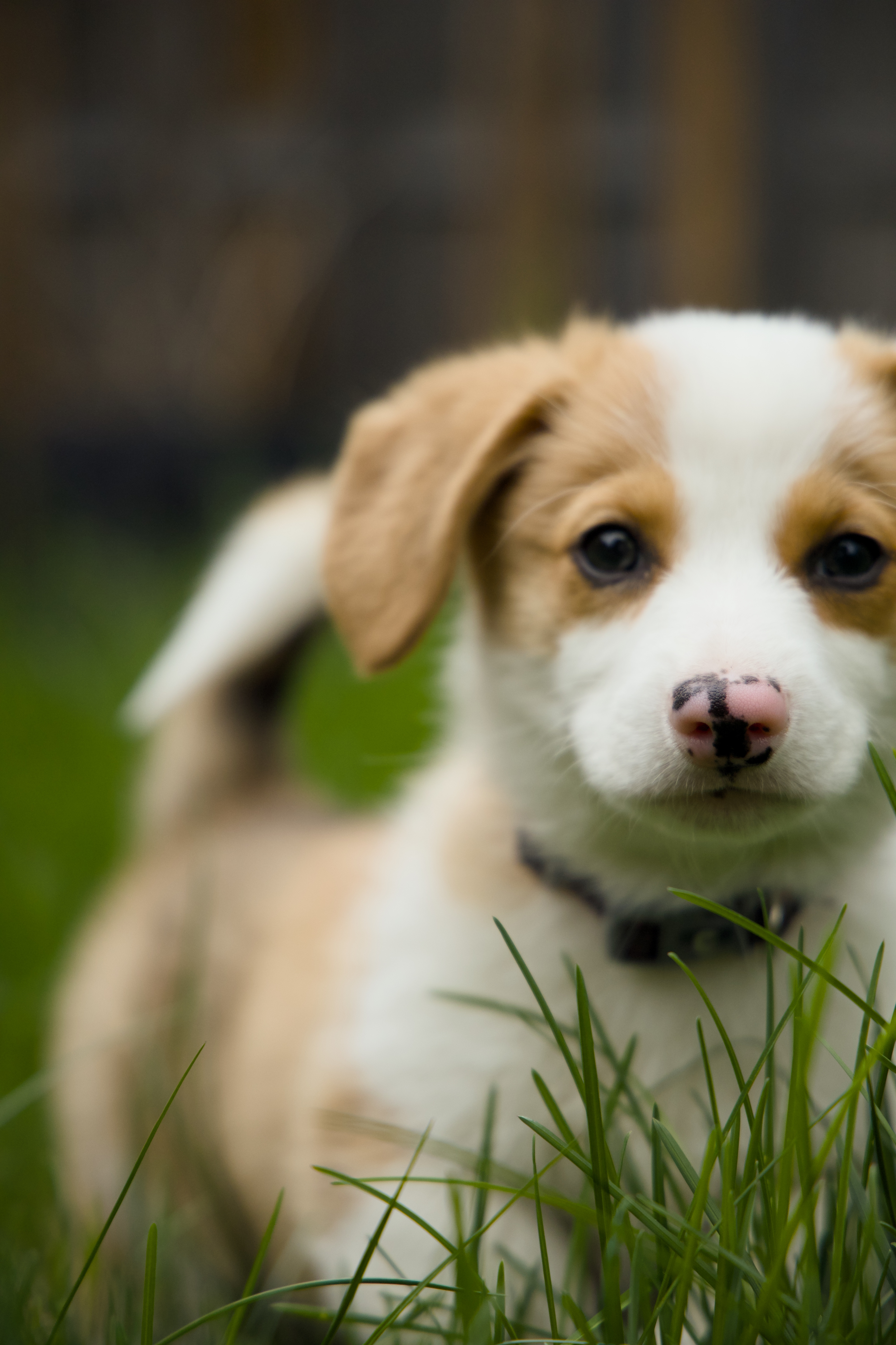 Douglas the dog