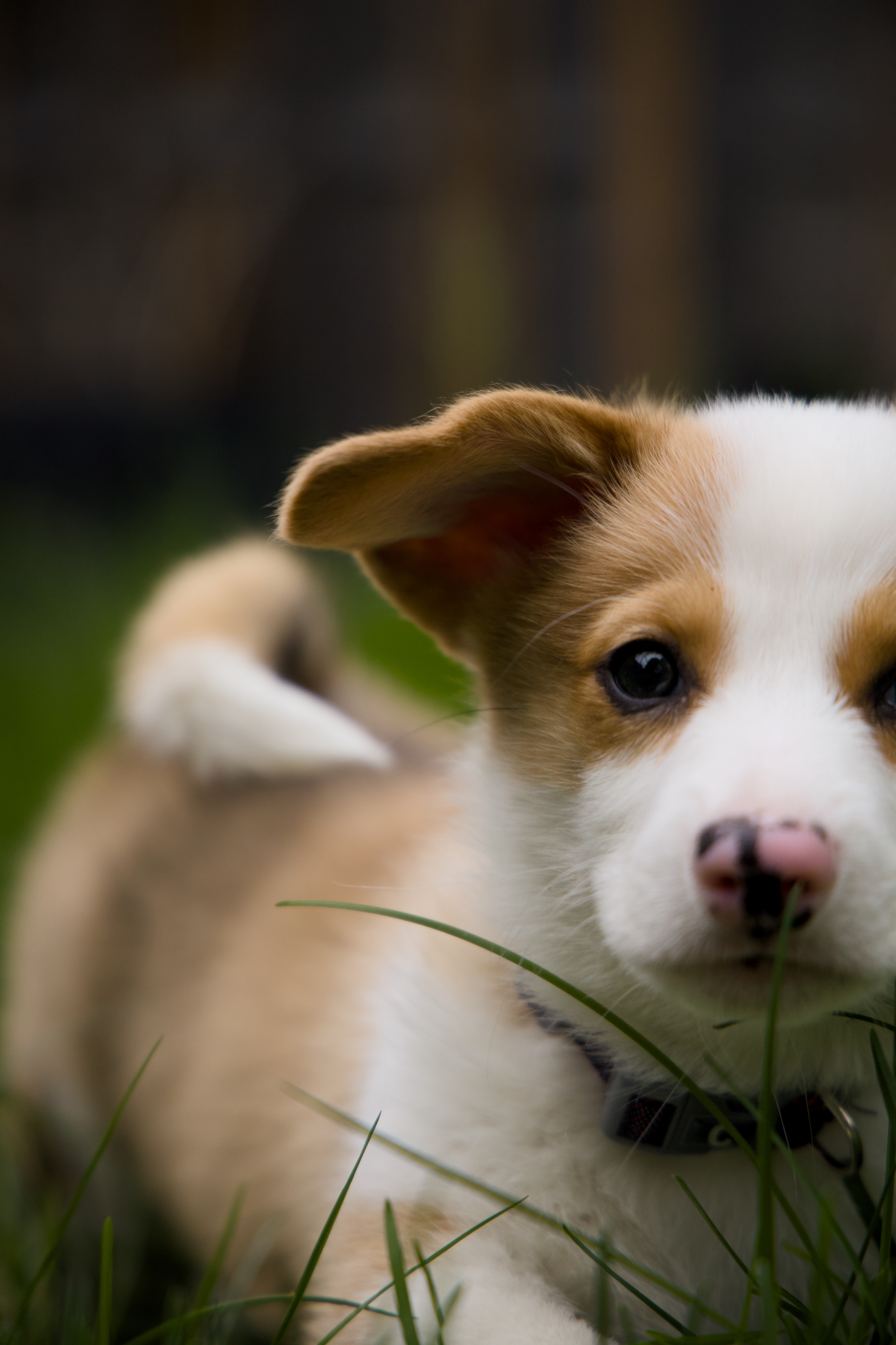 Douglas the dog