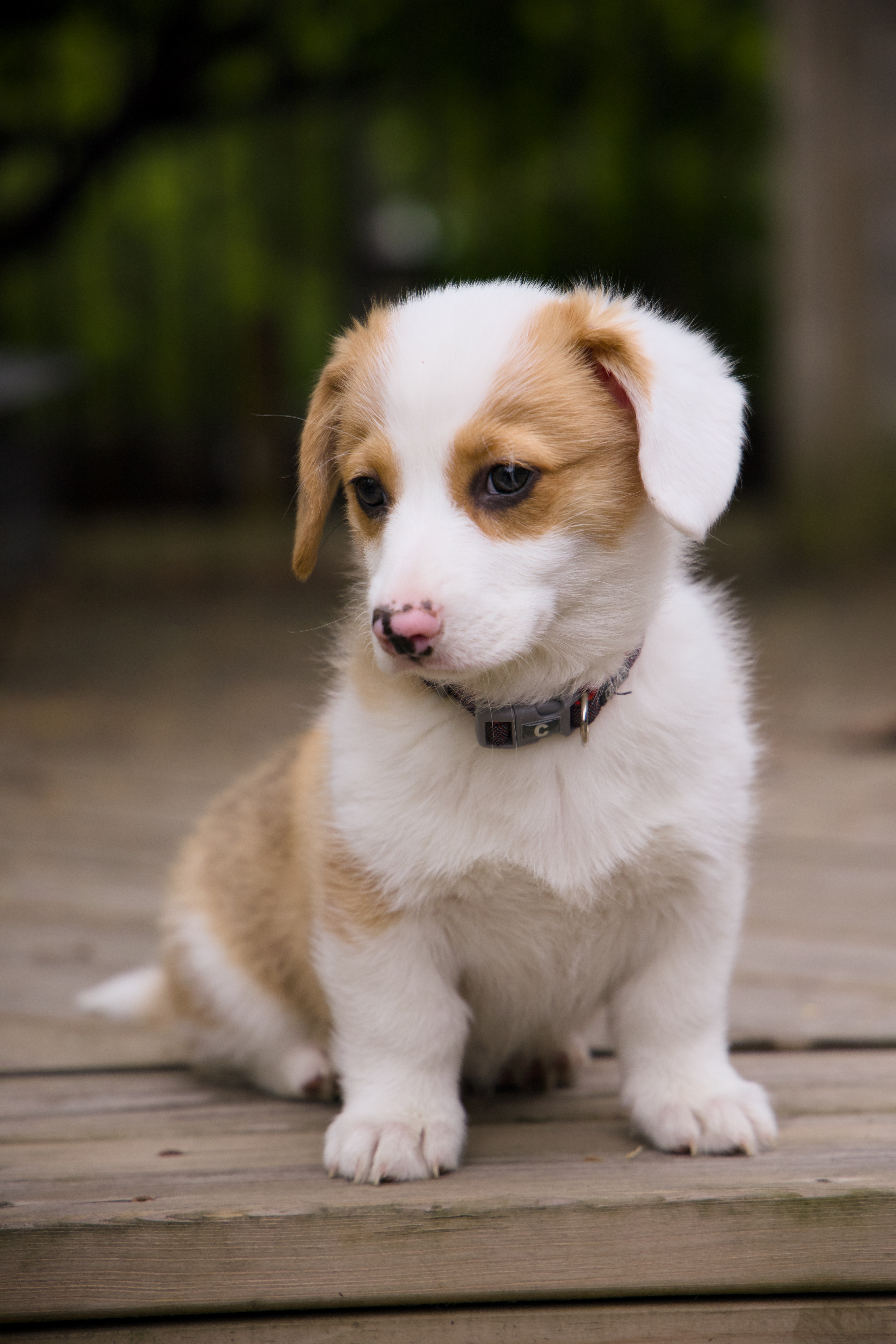 Douglas the dog