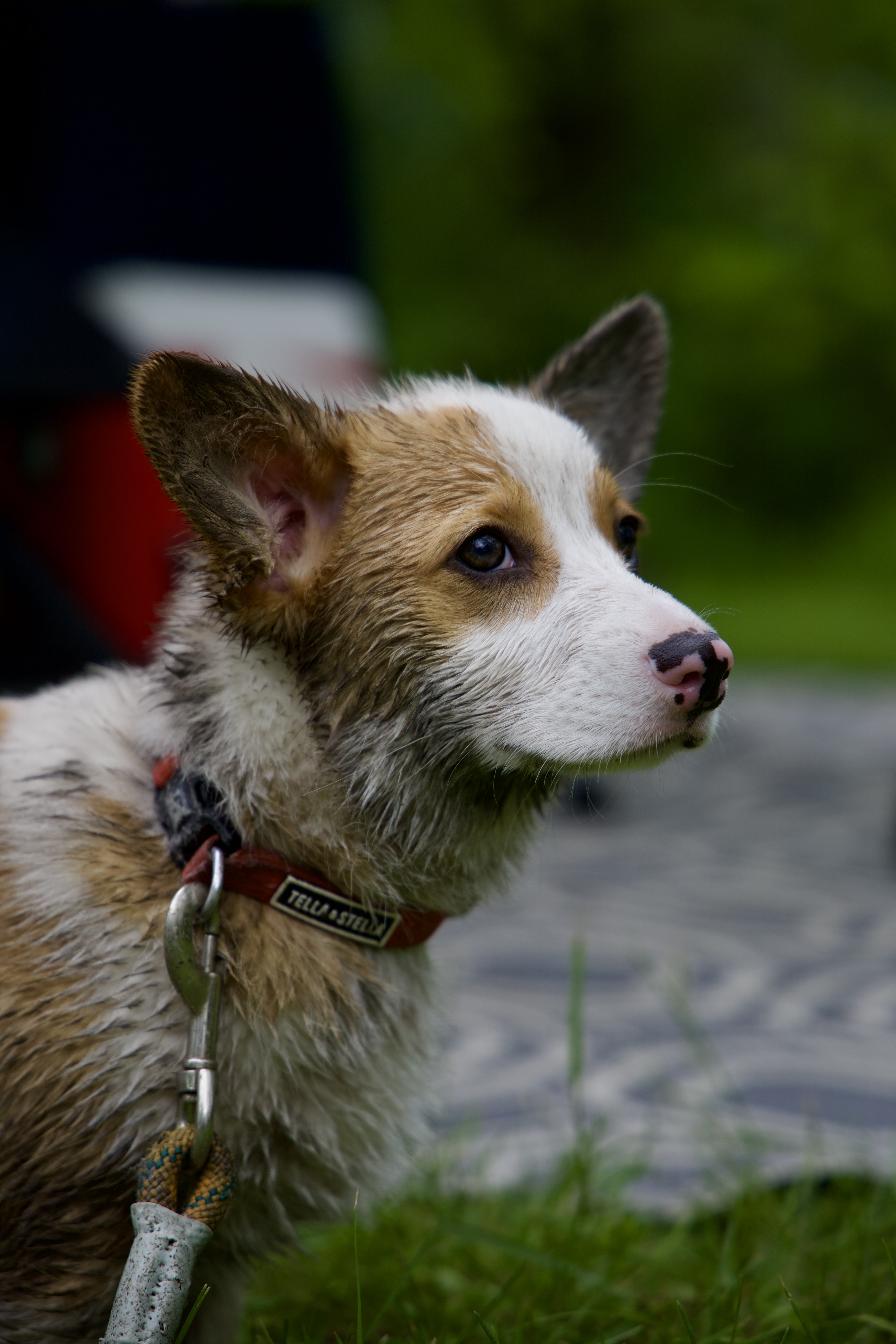 Douglas the dog