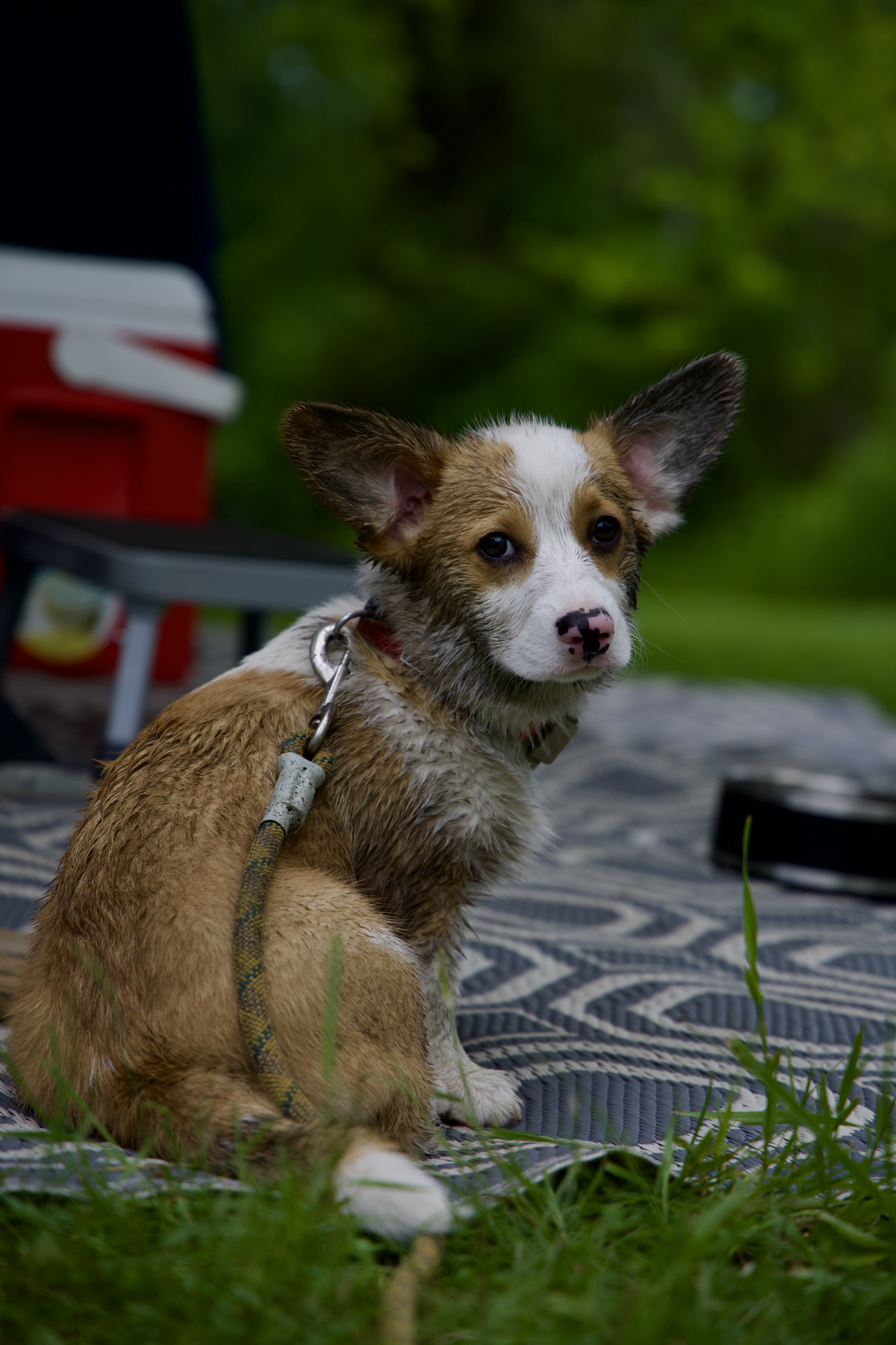 Douglas the dog