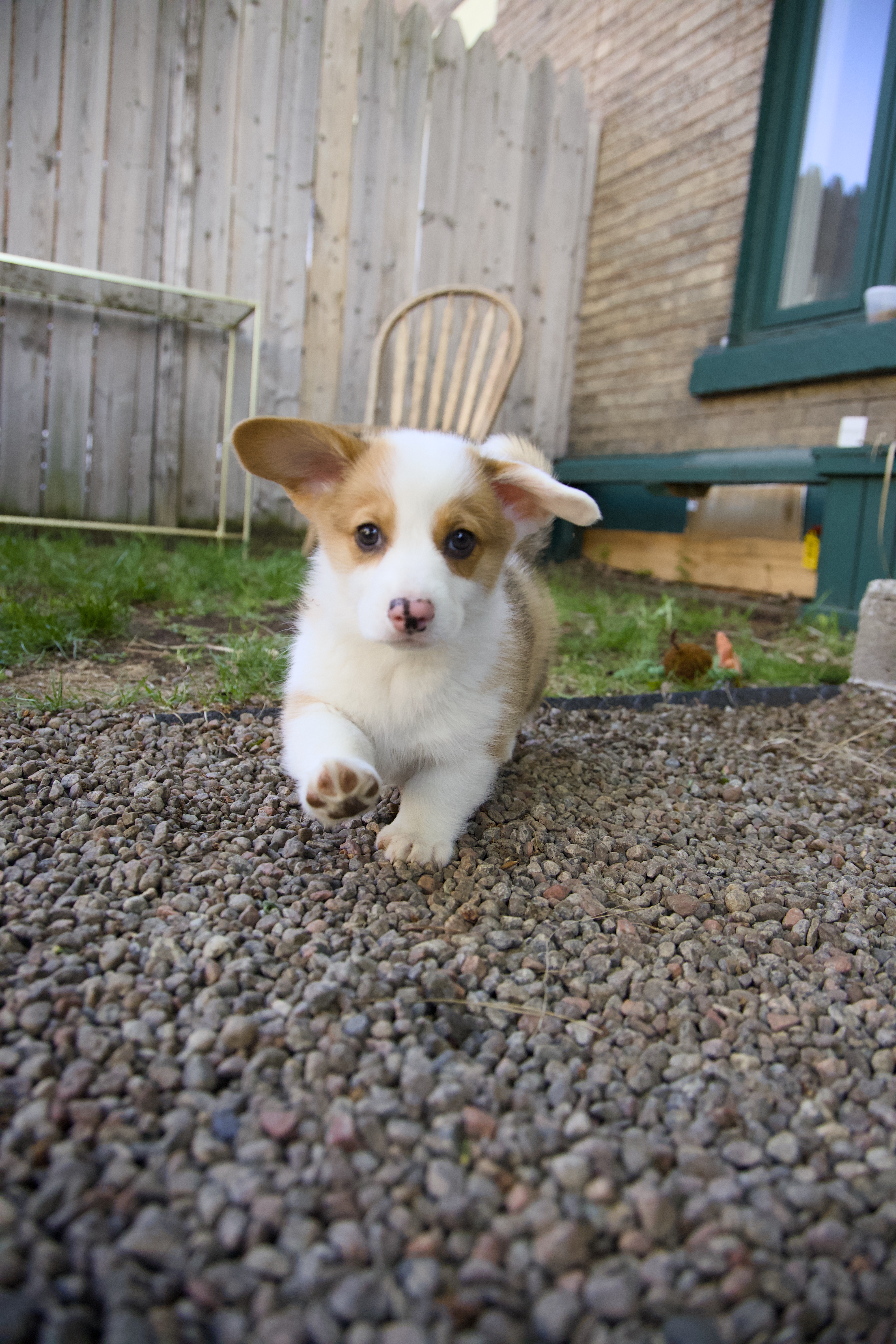 Douglas the dog