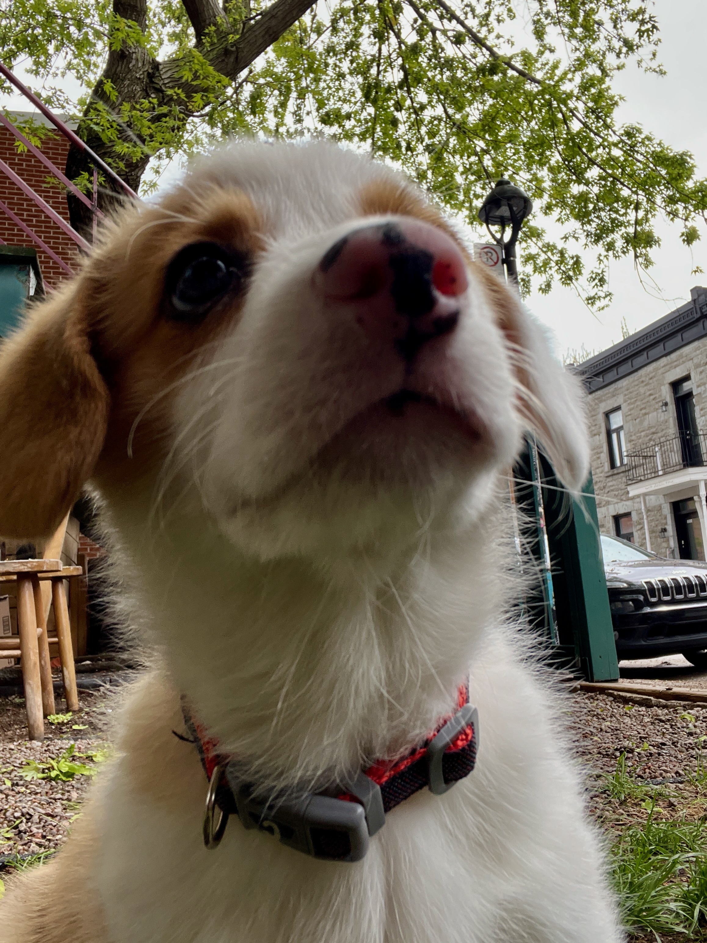 Douglas the dog