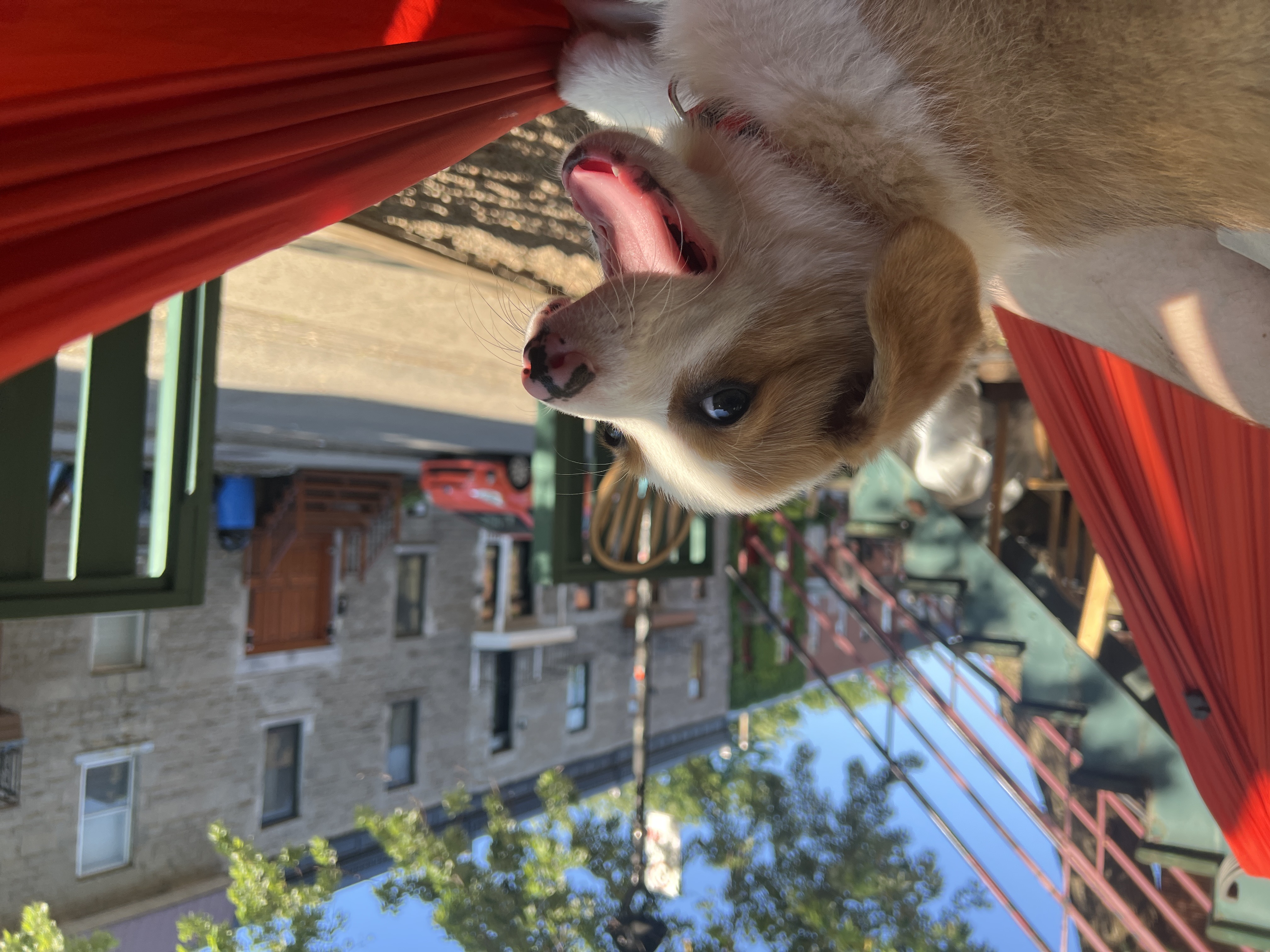 Douglas the dog