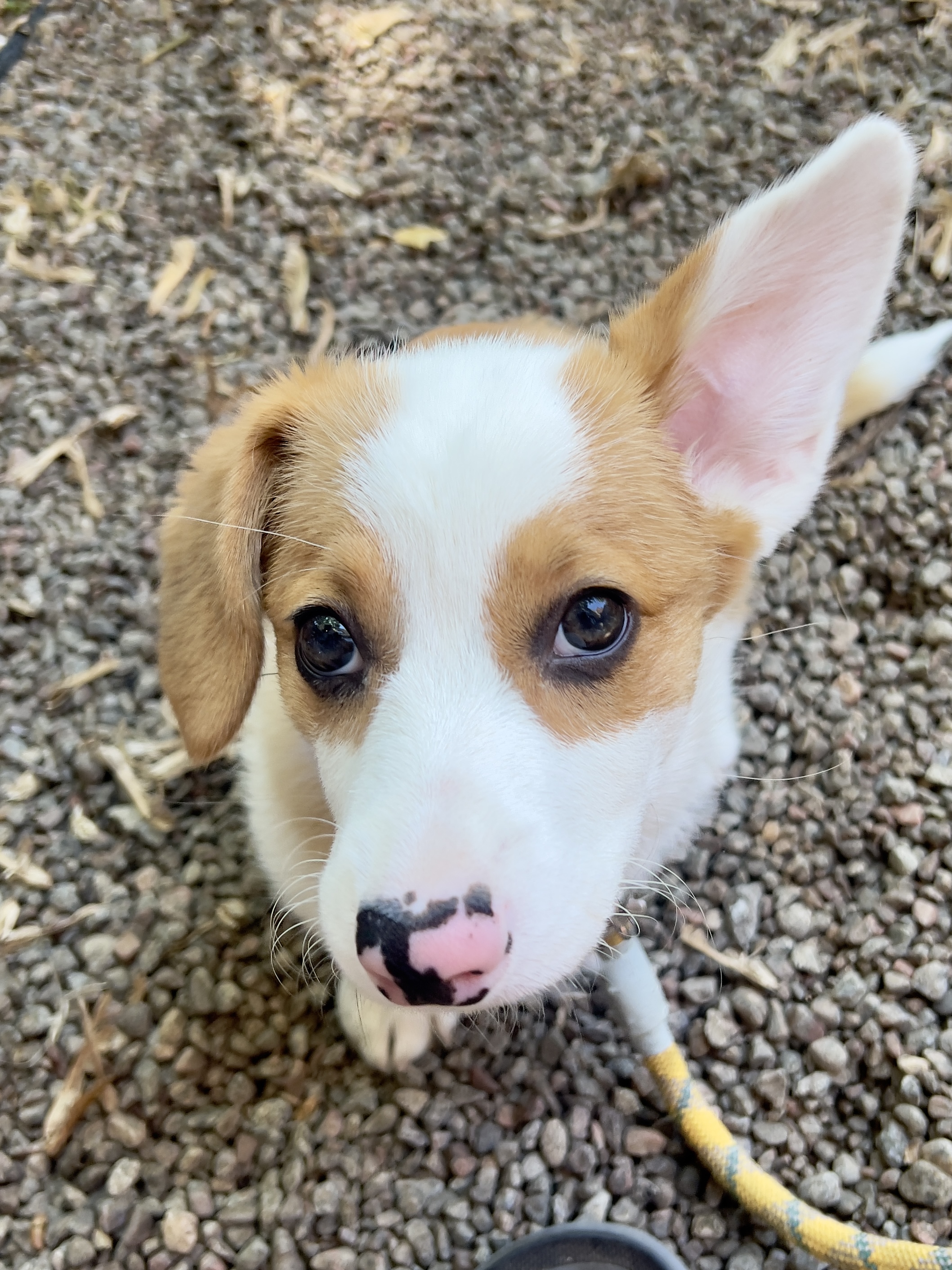 Douglas the dog