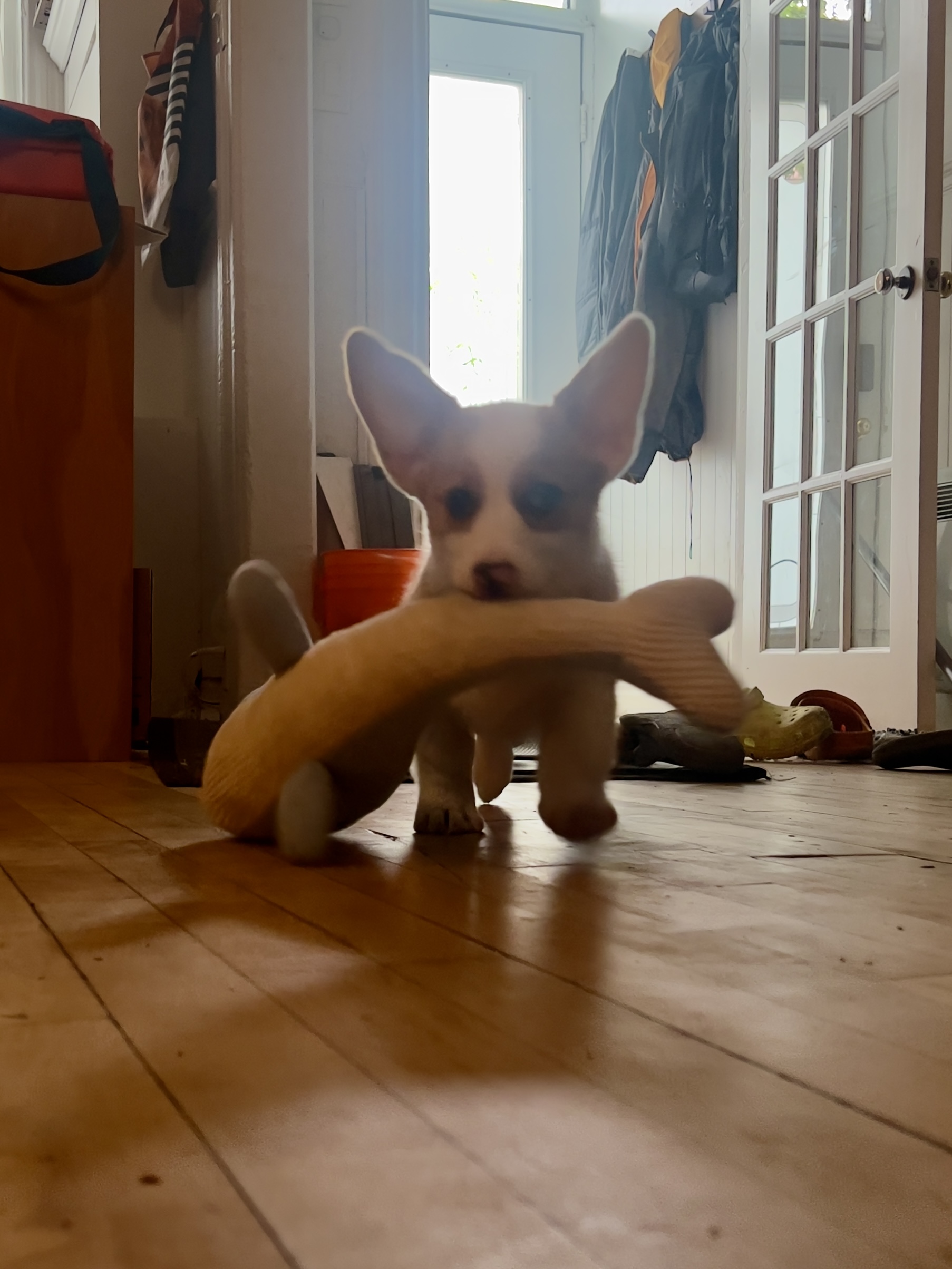 Douglas the dog